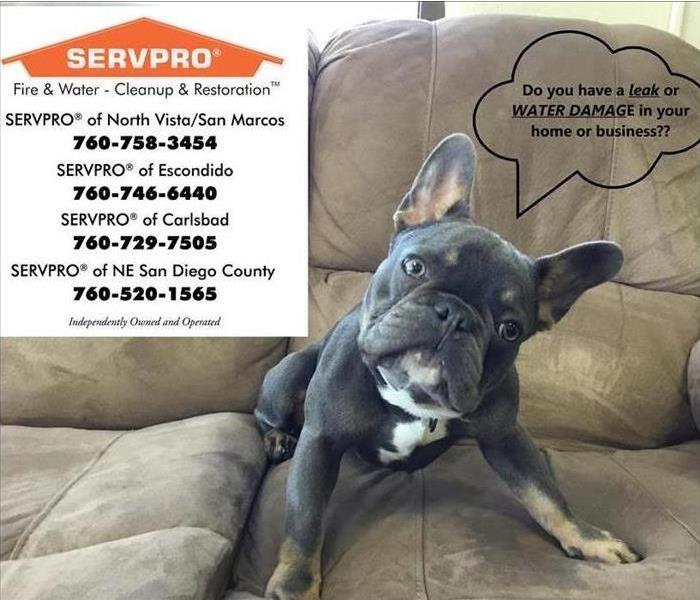Dog on couch with phone numbers 